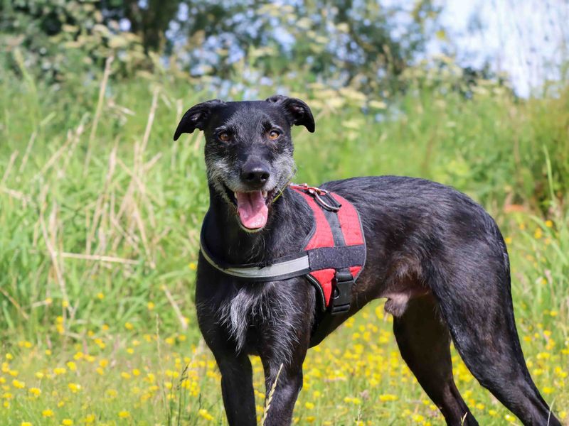 undefined | Lurcher | undefined - 6