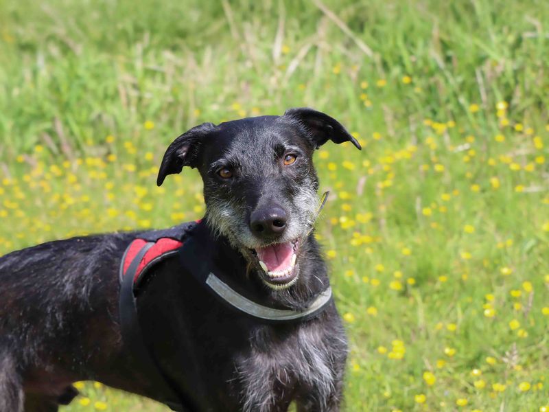 undefined | Lurcher | undefined - 7