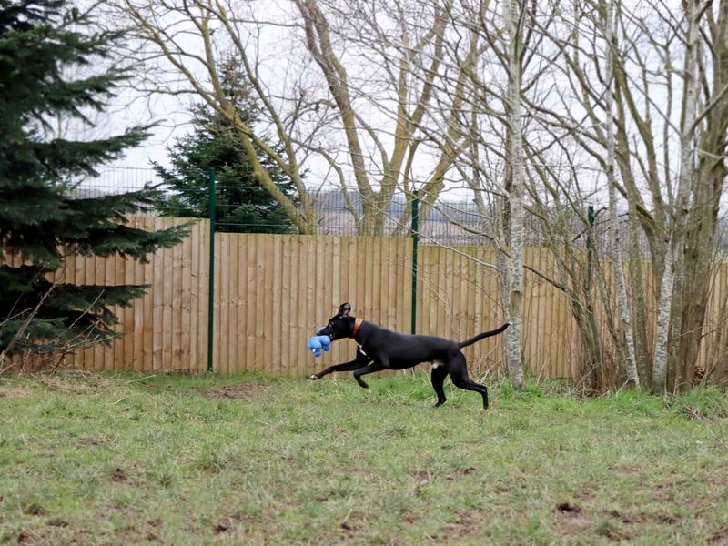 Ollie, a 4 years old male Unknown available for adoption from Dogs Trust in Darlington, County Durham