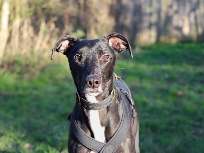 undefined | Lurcher | undefined - 3