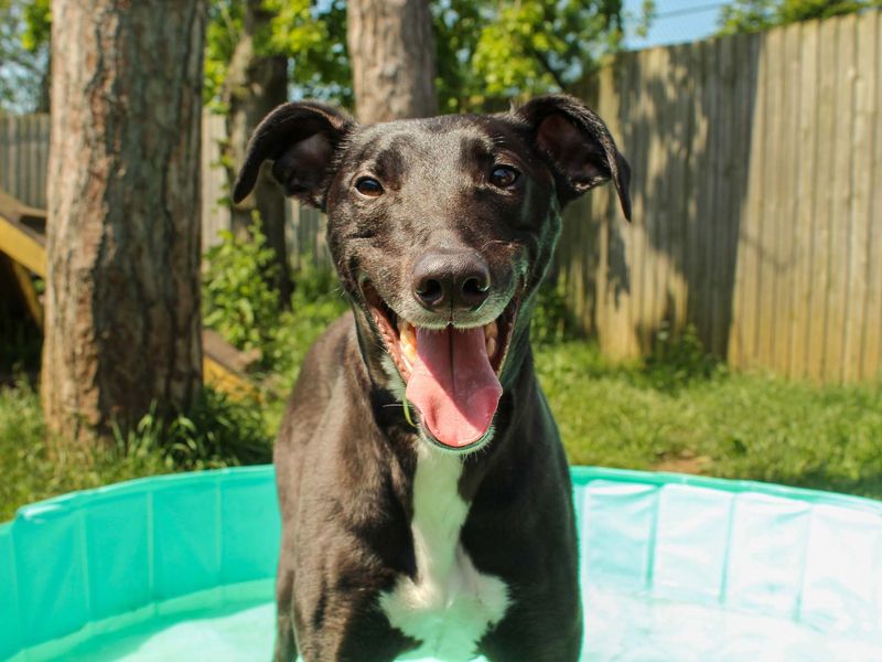 undefined | Lurcher | undefined - 4