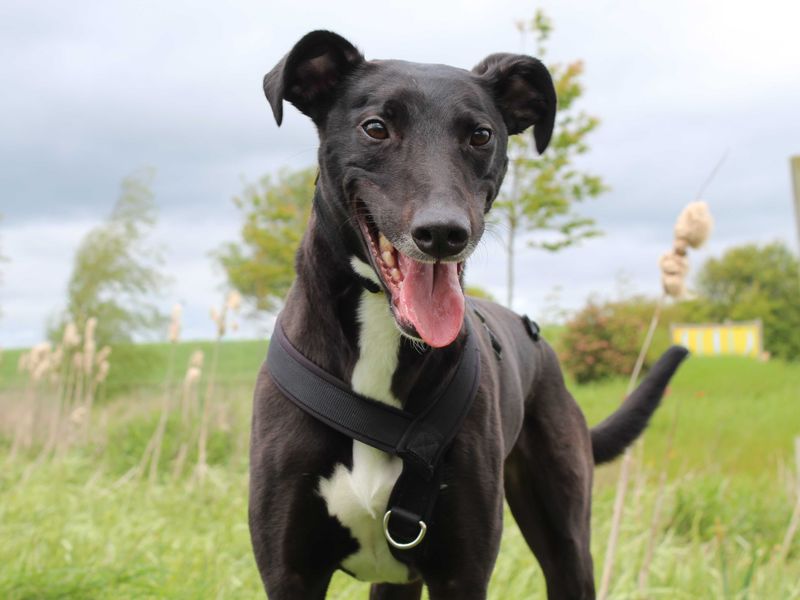 undefined | Lurcher | undefined - 5