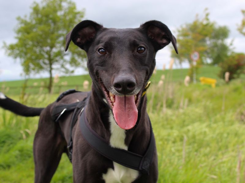 undefined | Lurcher | undefined - 6