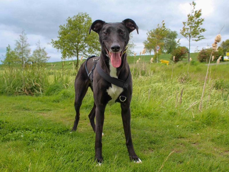 undefined | Lurcher | undefined - 2