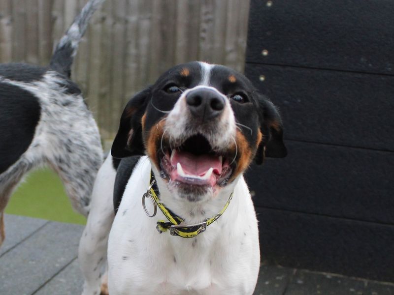 Lola for sale in Evesham, Worcestershire
