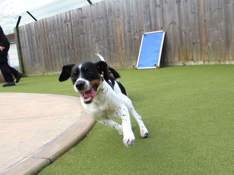 Lola for sale in Evesham, Worcestershire - Image 2