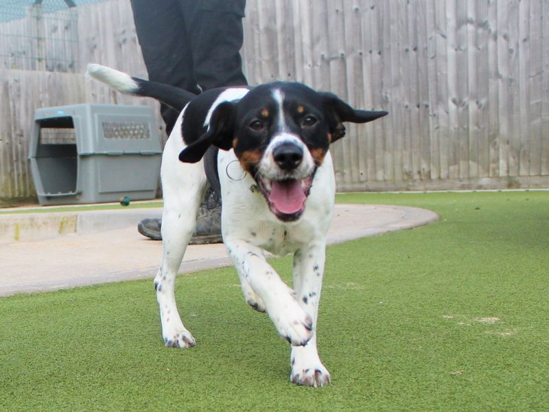 Lola for sale in Evesham, Worcestershire - Image 3
