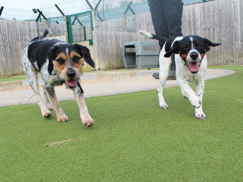Jack Russell for adoption in Evesham, Worcestershire – 1 year old - Image 4 of 5