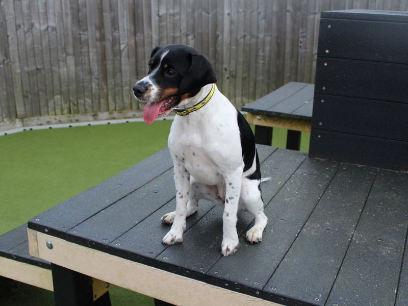 Lola for sale in Evesham, Worcestershire - Image 5