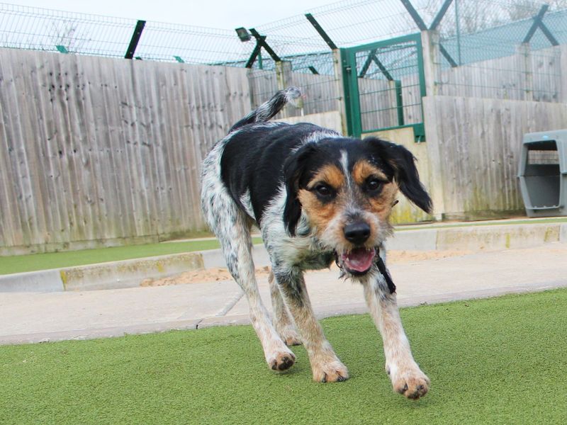 Cleo for sale in Evesham, Worcestershire | Image 2