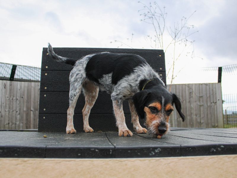 Cleo for sale in Evesham, Worcestershire - Image 3