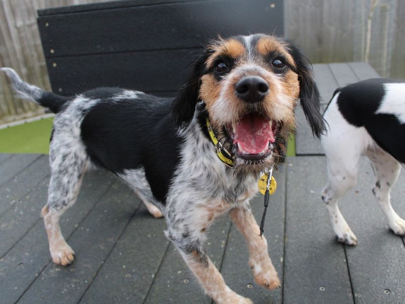 Cleo for sale in Evesham, Worcestershire