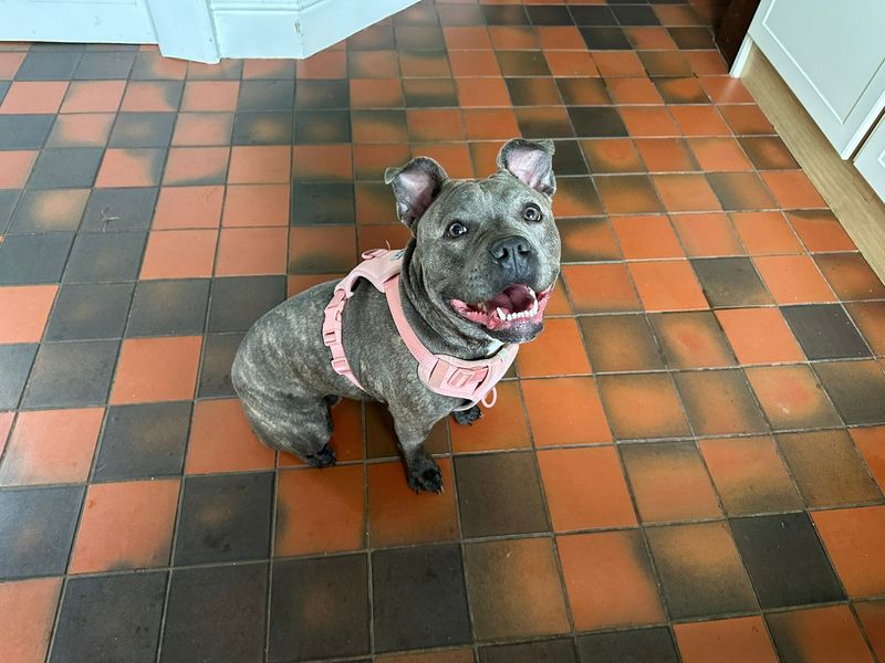 undefined | French Bulldog Cross | undefined - 2