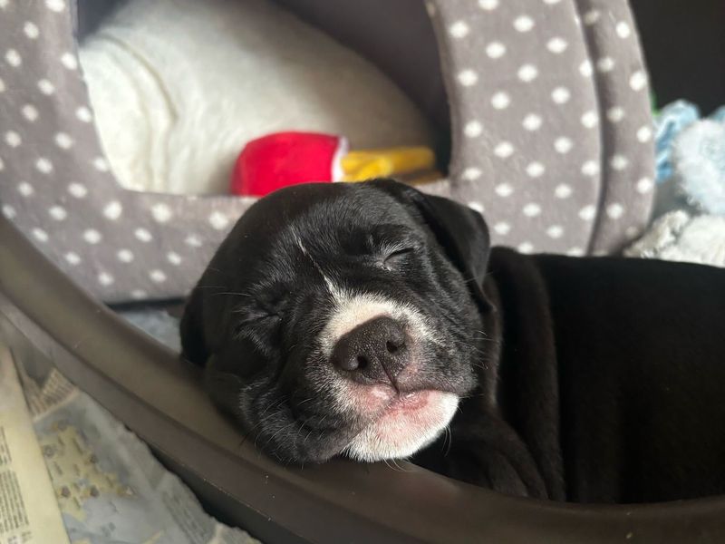 The Moon pups for sale in Mid Glamorgan, Wales - Image 2