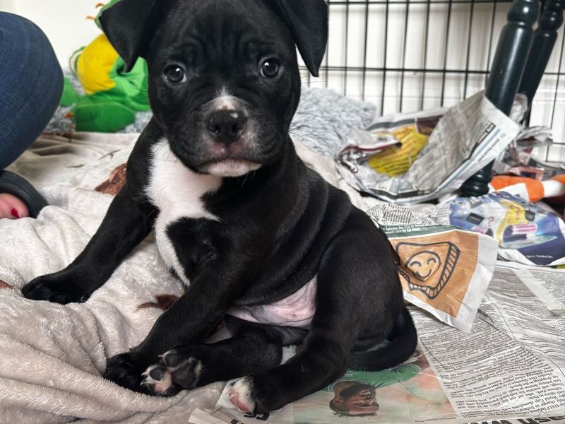 The Moon pups for sale in Mid Glamorgan, Wales