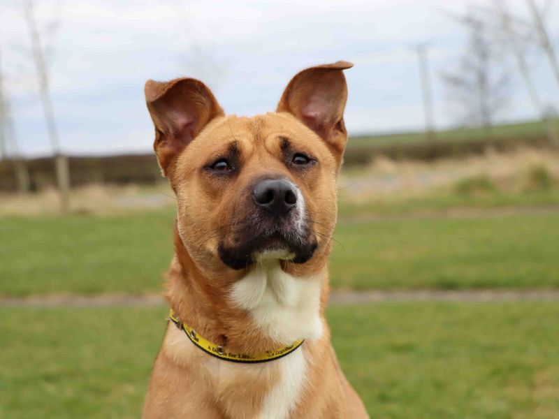 Marley for sale in Sadberge, Co Durham