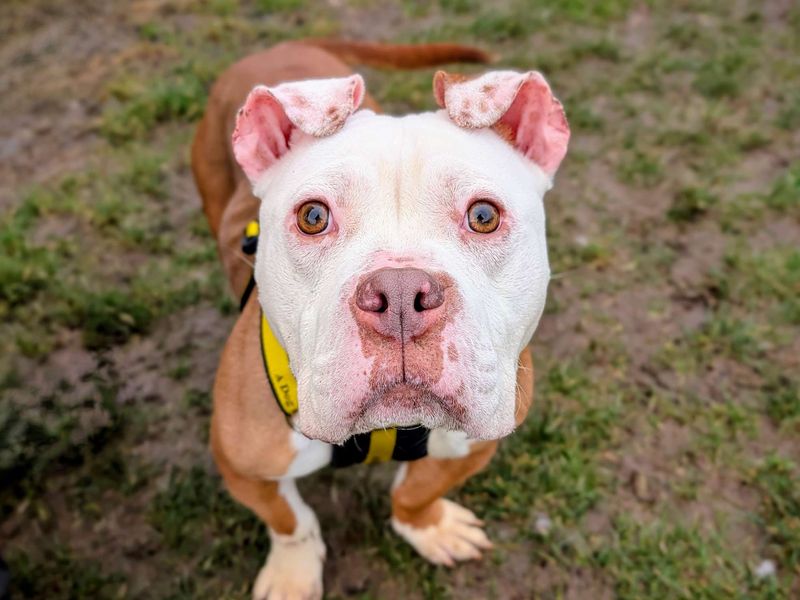 Staffordshire Bull Terrier for adoption in Cardiff, Glamorgan – 2 years old - Image 4 of 5