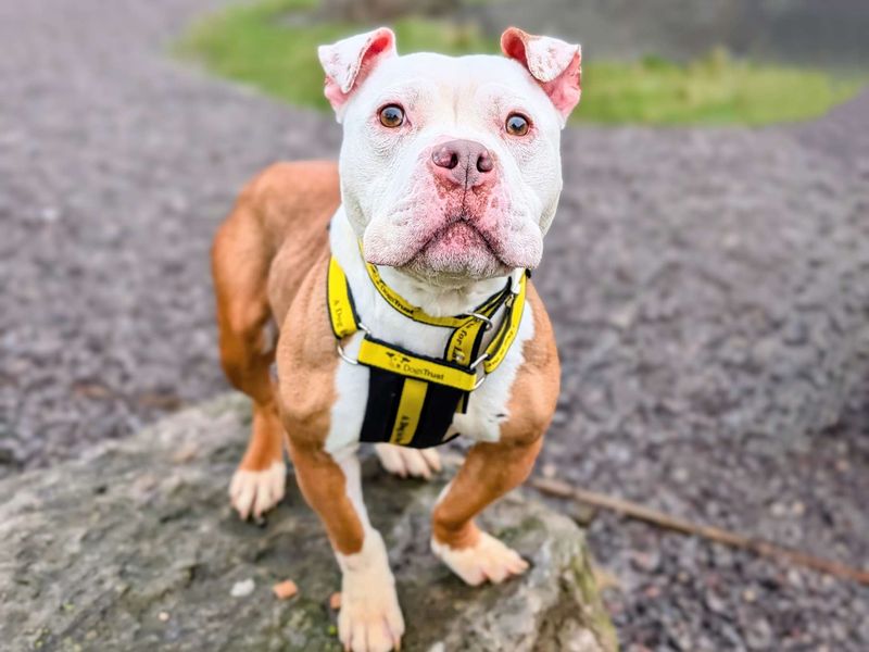 Staffordshire Bull Terrier for adoption in Cardiff, Glamorgan – 2 years old - Image 2 of 5