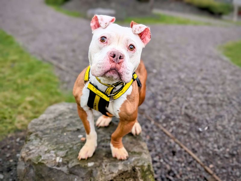 Staffordshire Bull Terrier for adoption in Cardiff, Glamorgan – 2 years old - Image 3 of 5