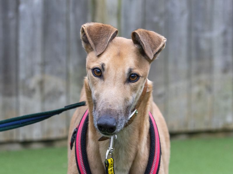 Greyhound for adoption in Wymeswold, Leicestershire – 5 years old - Image 2 of 2
