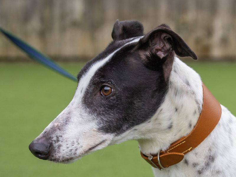 Deano for sale in Wymeswold, Leicestershire - Image 3
