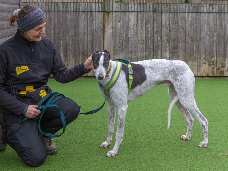 Deano for sale in Wymeswold, Leicestershire | Image 2