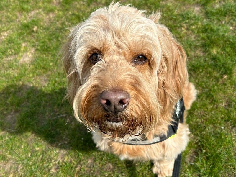 Archie for sale in Newbury, Berks