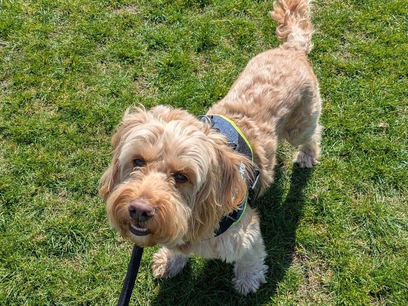 Archie for sale in Newbury, Berks - Image 3