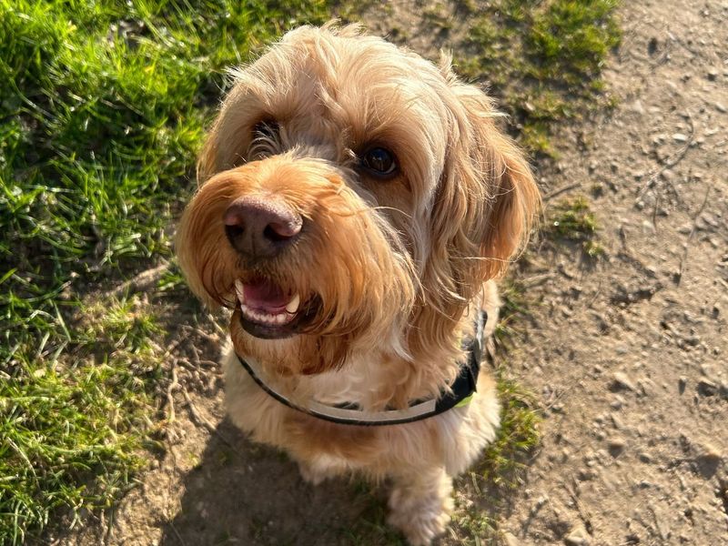 Archie for sale in Newbury, Berks - Image 2
