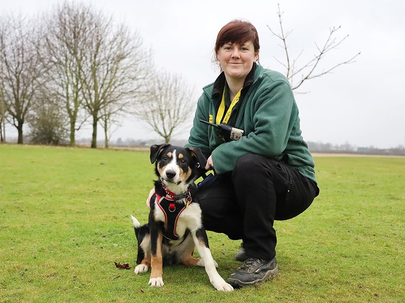 Border Collie for adoption in Leeds, Yorkshire – 10 months old - Image 2 of 3