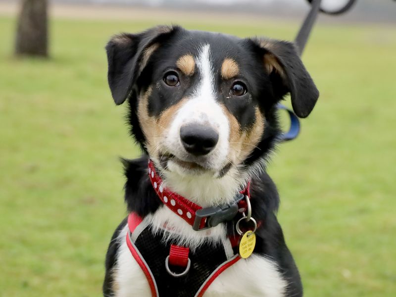 Border Collie for adoption in Leeds, Yorkshire – 10 months old
