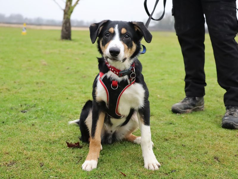 Border Collie for adoption in Leeds, Yorkshire – 10 months old - Image 3 of 3