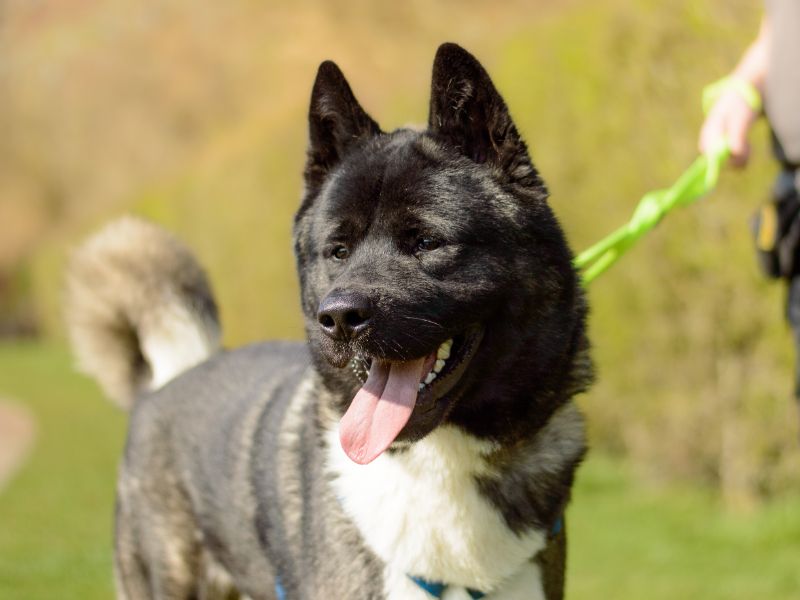 Kevin | Akita | Kenilworth (West Midlands) - 3