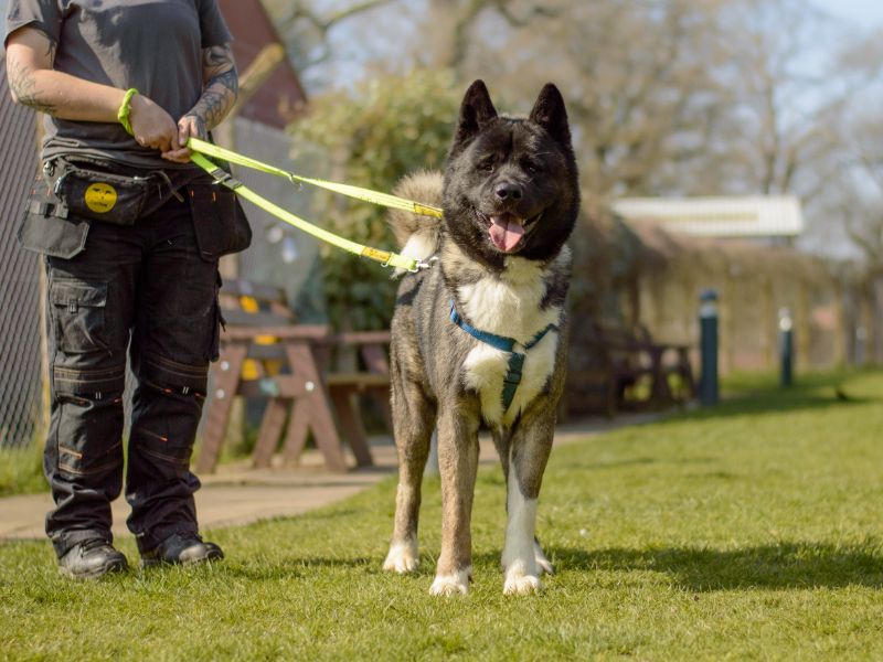 Kevin | Akita | Kenilworth (West Midlands) - 1