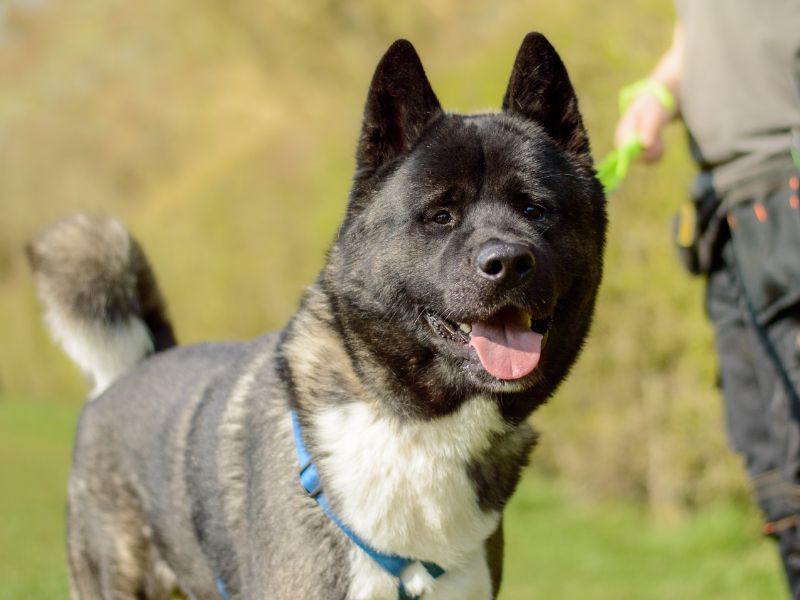 Kevin | Akita | Kenilworth (West Midlands) - 2