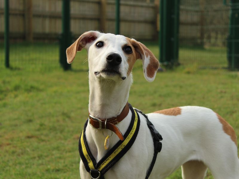 Stella - Image 4 of 5