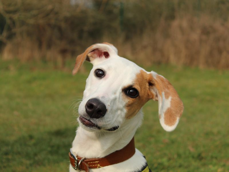 Stella - Image 2 of 5