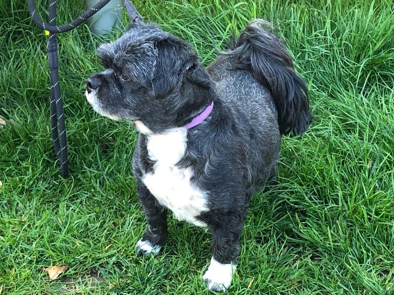 Monty | Lhasa Apso | Snetterton (Norfolk) - 1