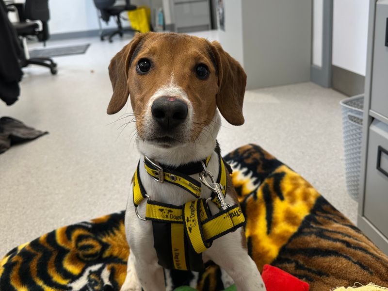 Beagle for adoption in Ballymena, Co Antrim – 1 year old - Image 1 of 3