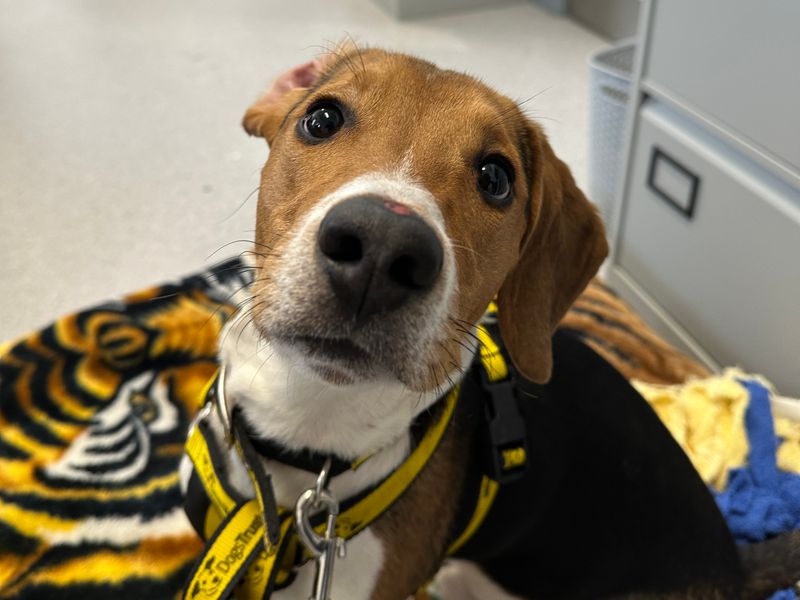 Beagle for adoption in Ballymena, Co Antrim – 1 year old - Image 3 of 3