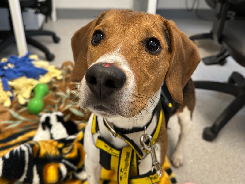 Beagle for adoption in Ballymena, Co Antrim – 1 year old - Image 2 of 3