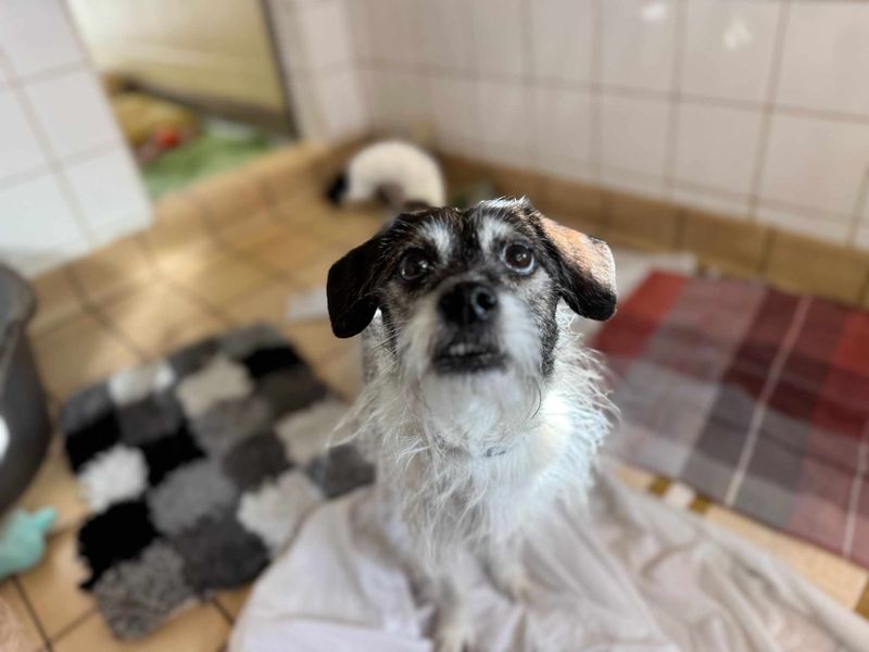Jack Russell Terrier for adoption in Wales, Somerset – 11 years old - Image 2 of 2
