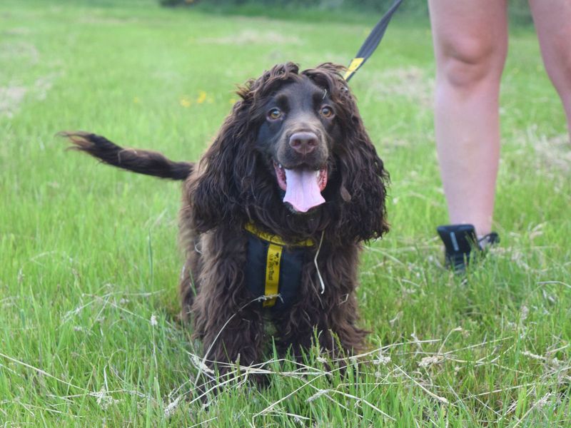 Cocker Spaniel for adoption in Uxbridge, London – 10 months old - Image 2 of 2