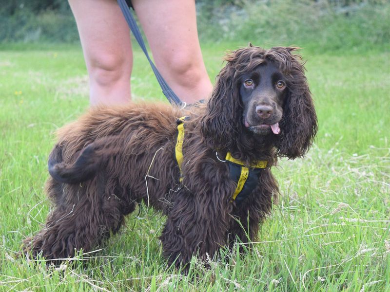 Cocker Spaniel for adoption in Uxbridge, London – 9 months old