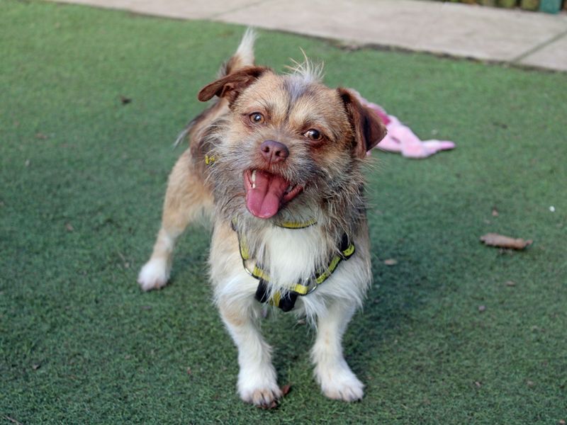 Shih Tzu for adoption in Liverpool, Merseyside – 1 year old - Image 2 of 3