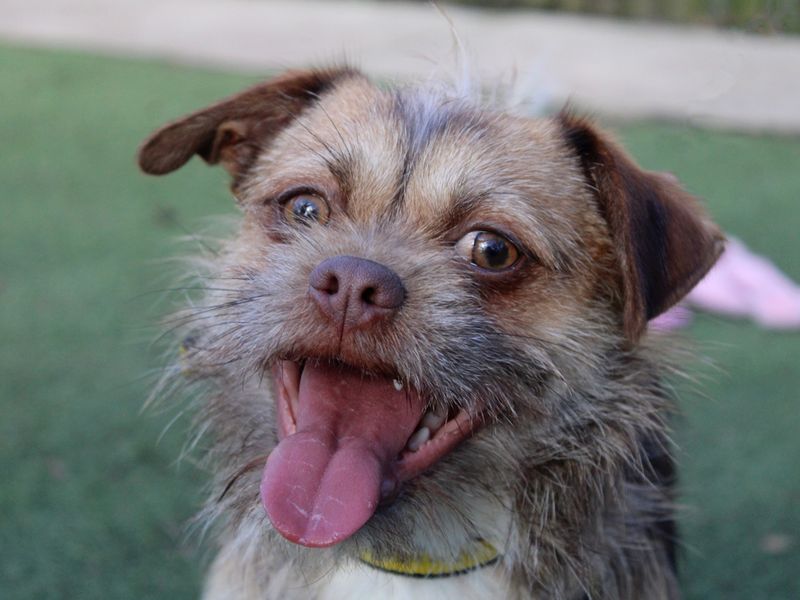 Shih Tzu for adoption in Liverpool, Merseyside – 1 year old - Image 1 of 3