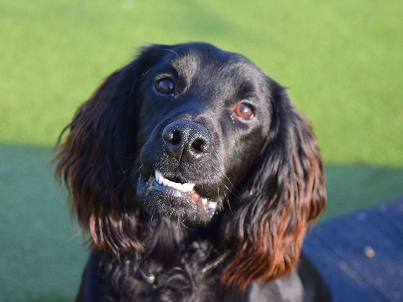 Cocker Spaniel for adoption in Uxbridge, London – 1 year old - Image 4 of 4