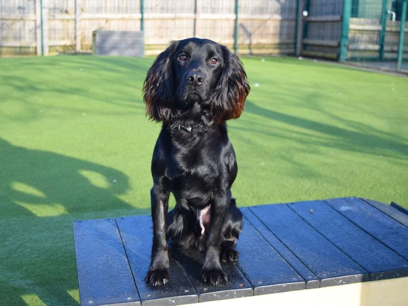 Cocker Spaniel for adoption in Uxbridge, London – 1 year old - Image 2 of 4