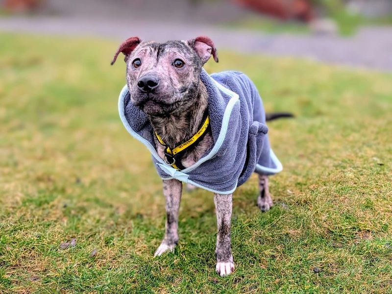 Beau for sale in Cardiff, Glamorgan - Image 3