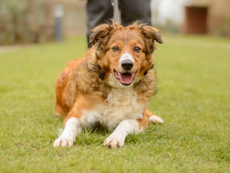 Merlin for sale in Kenilworth, Warks